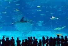 Istanbul Aquarium Tour